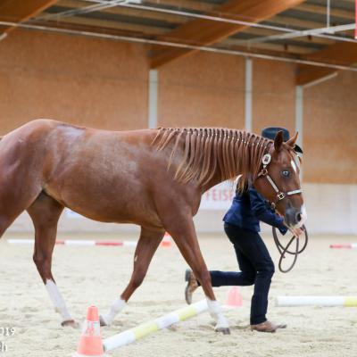 2019 Swiss Futurity