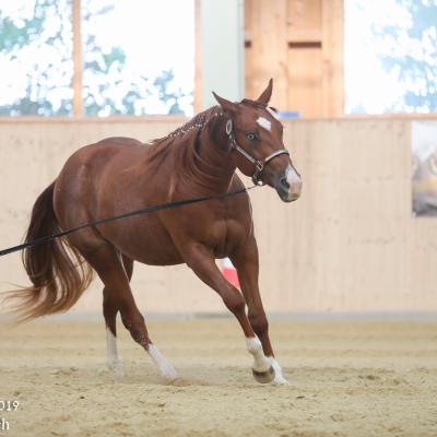 2019 Swiss Futurity