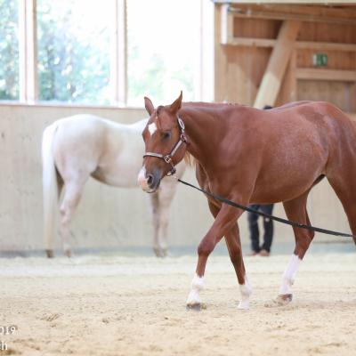 2019 Swiss Futurity
